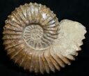 Large ( Wide) Mantelliceras Ammonite #8754-2